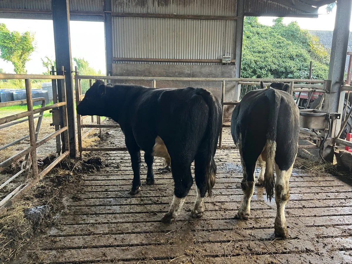 Cattle - Image 2