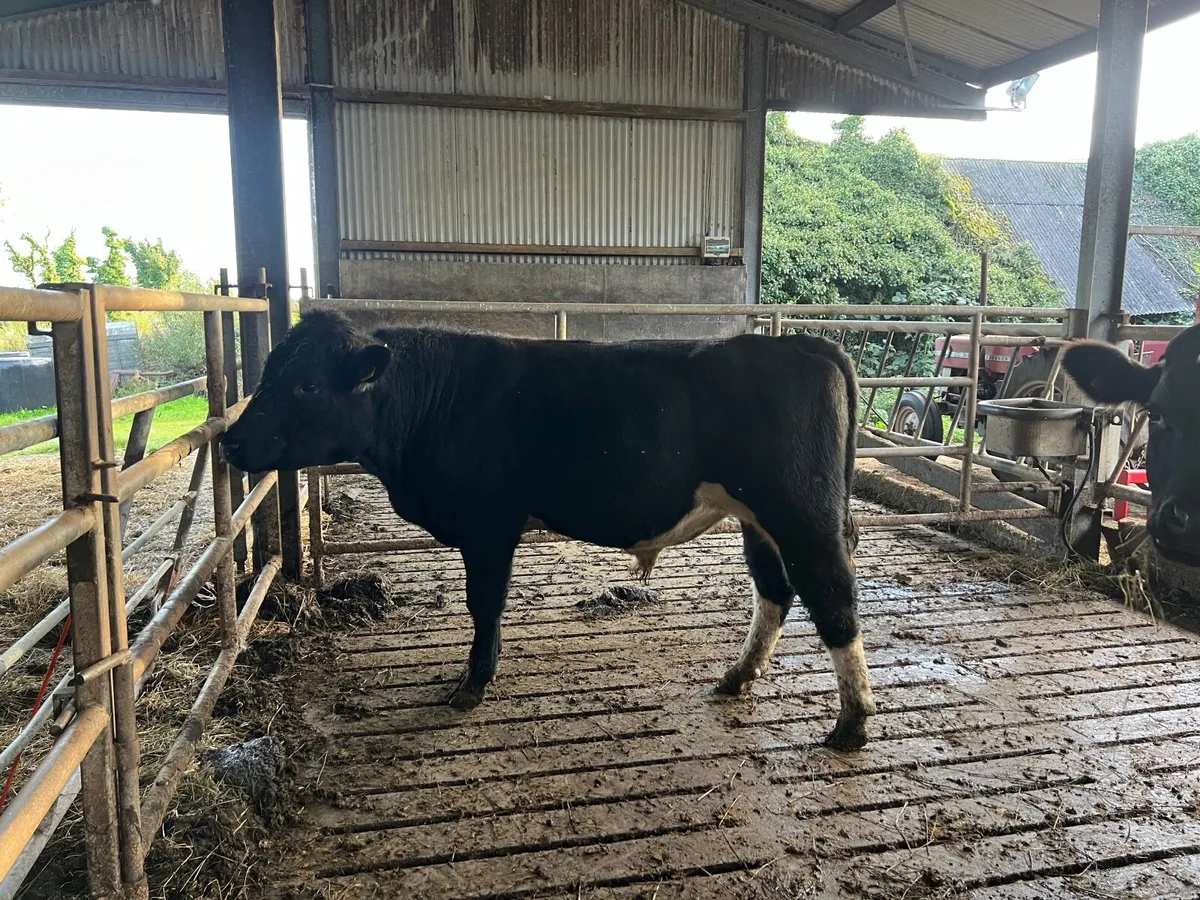 Cattle - Image 3