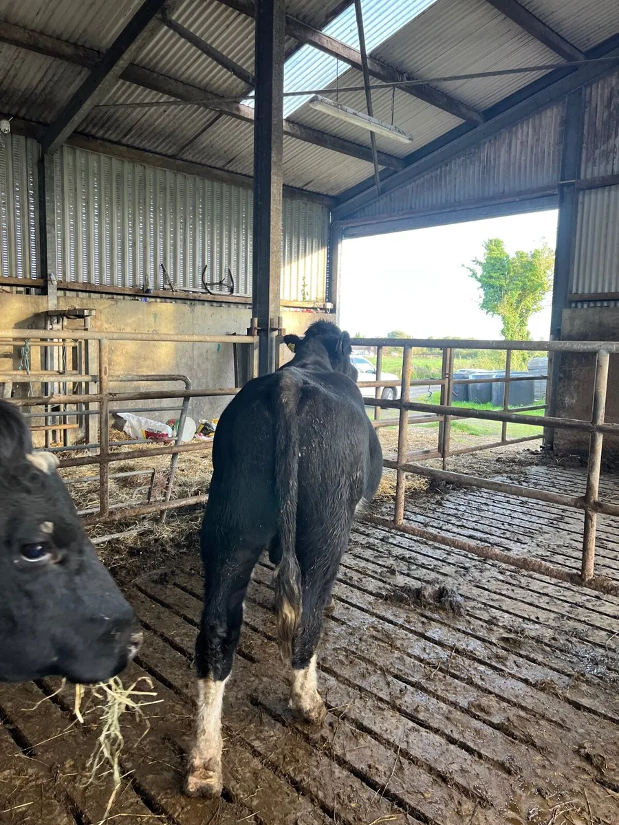 Cattle - Image 4