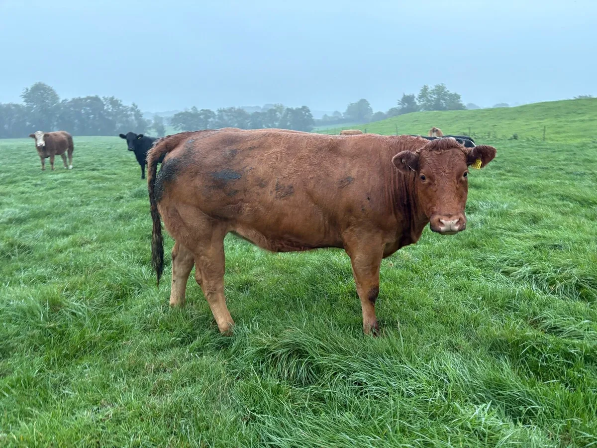 Heifers for Sale - Image 2
