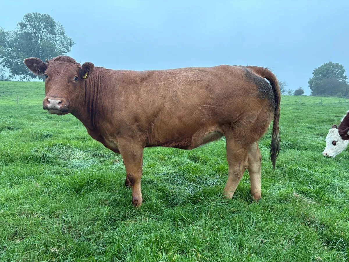 Heifers for Sale - Image 3