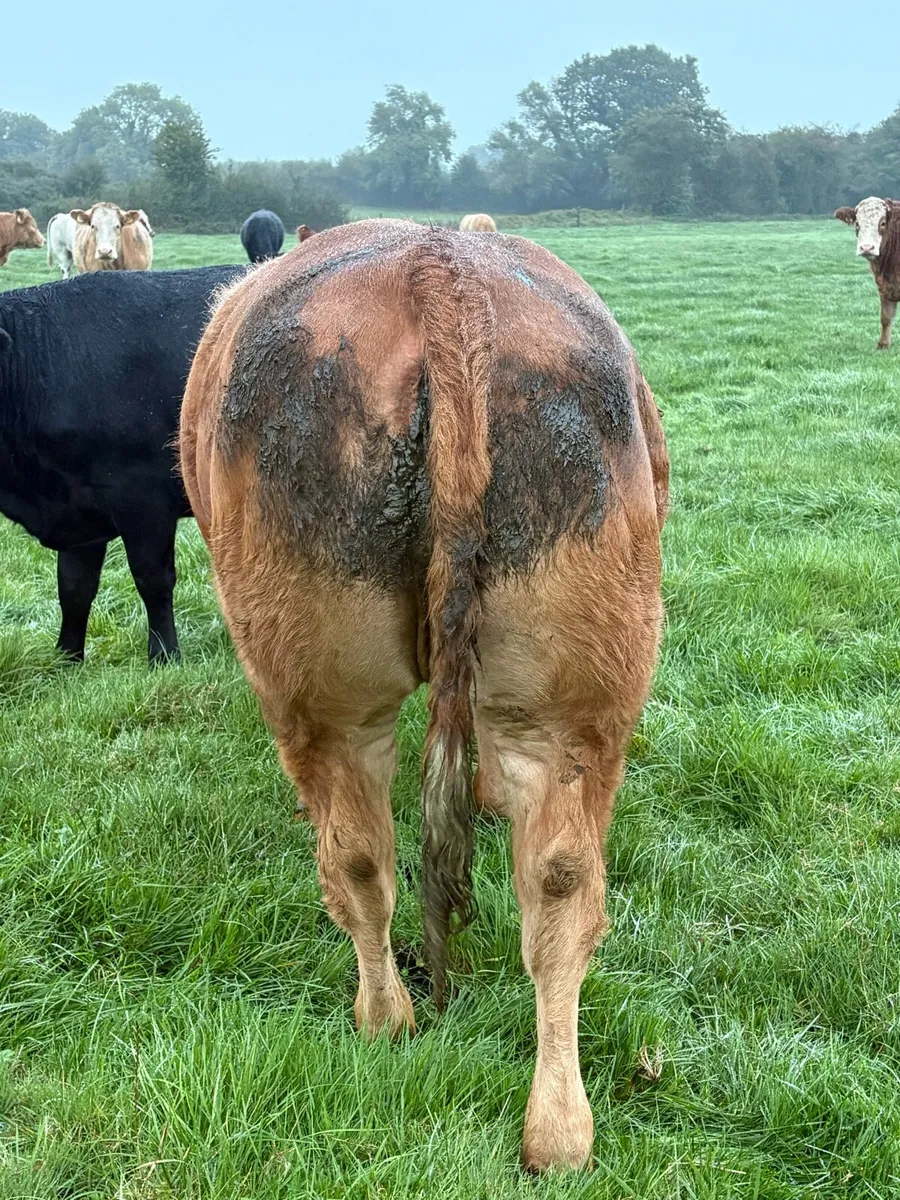 Heifers for Sale - Image 4
