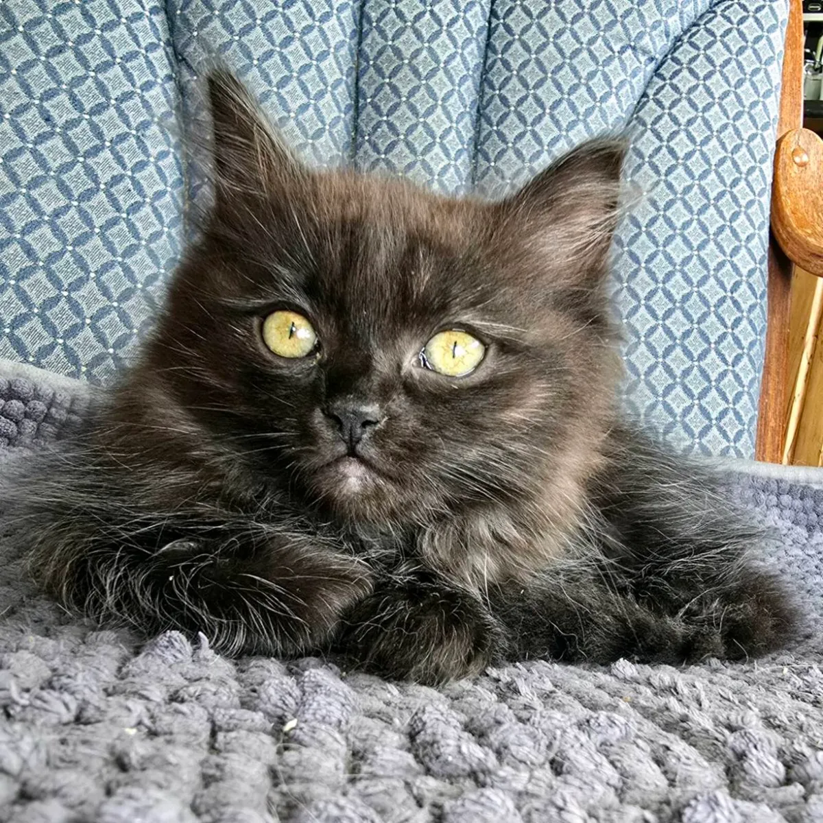 Siberian Forest kitten - Image 1