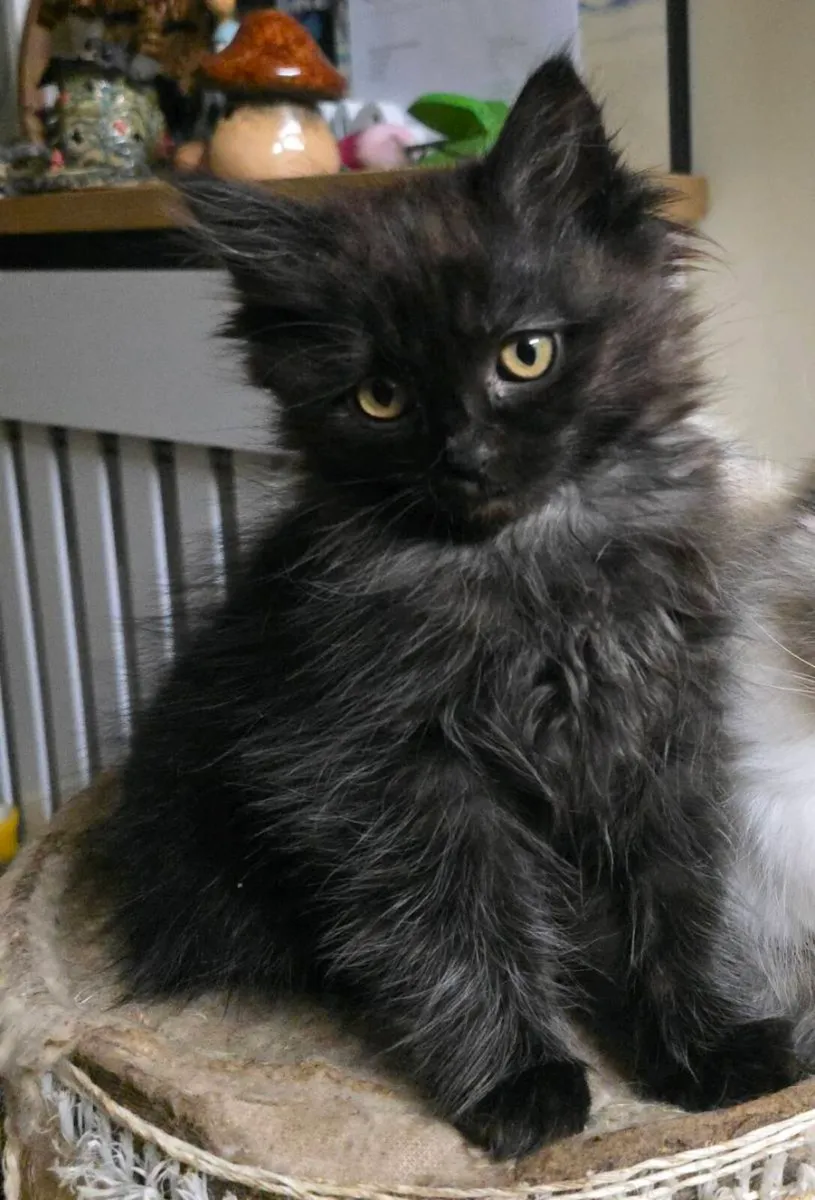 Siberian Forest kitten - Image 4