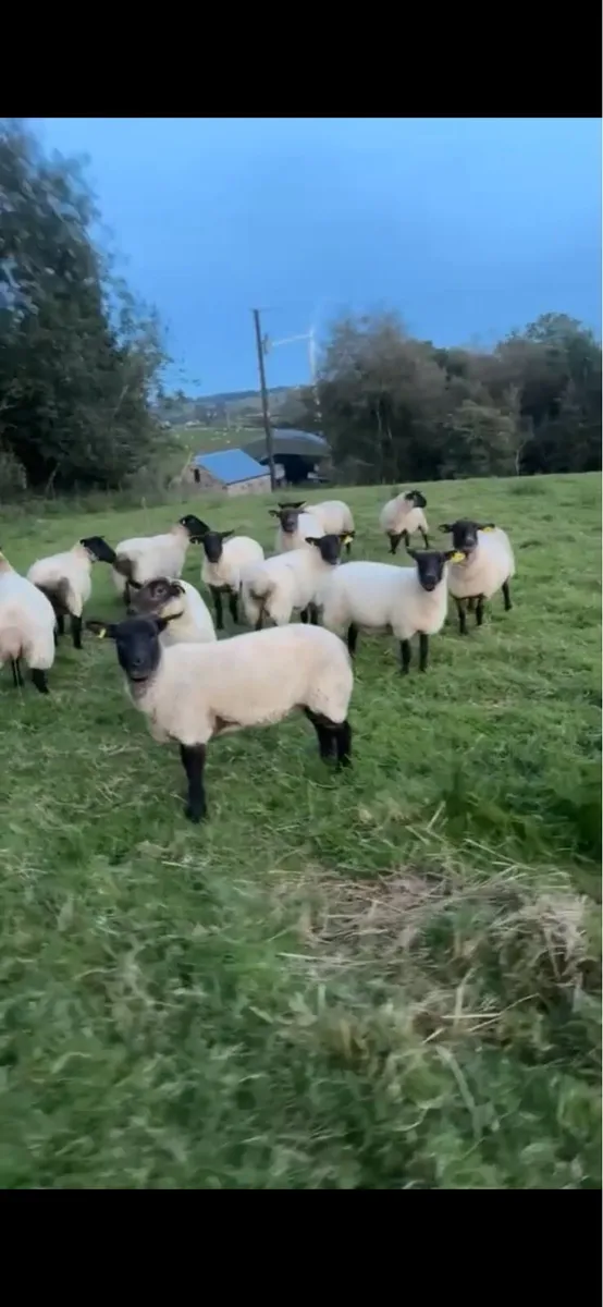 12 Suffolk 2 year old ewe - Image 1