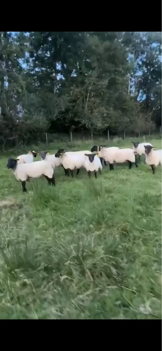 12 Suffolk 2 year old ewe - Image 2