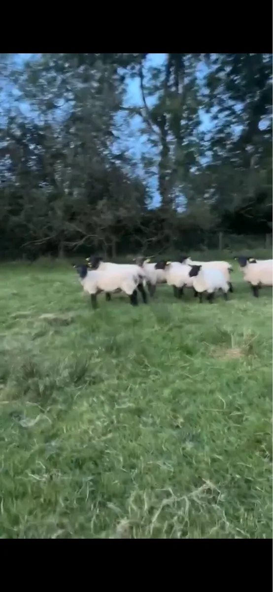 12 Suffolk 2 year old ewe - Image 3