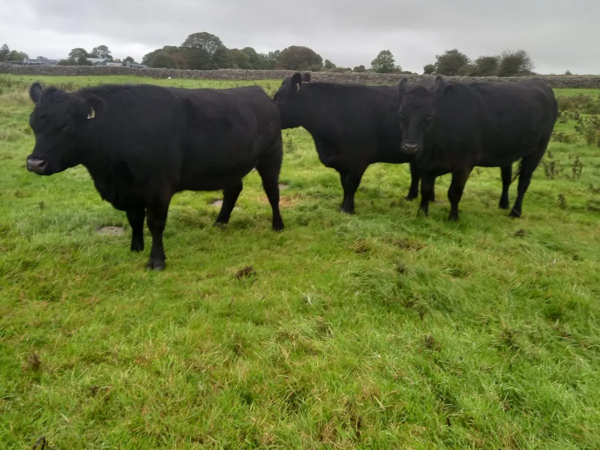 Aberdeen Angus Heifers - Image 2