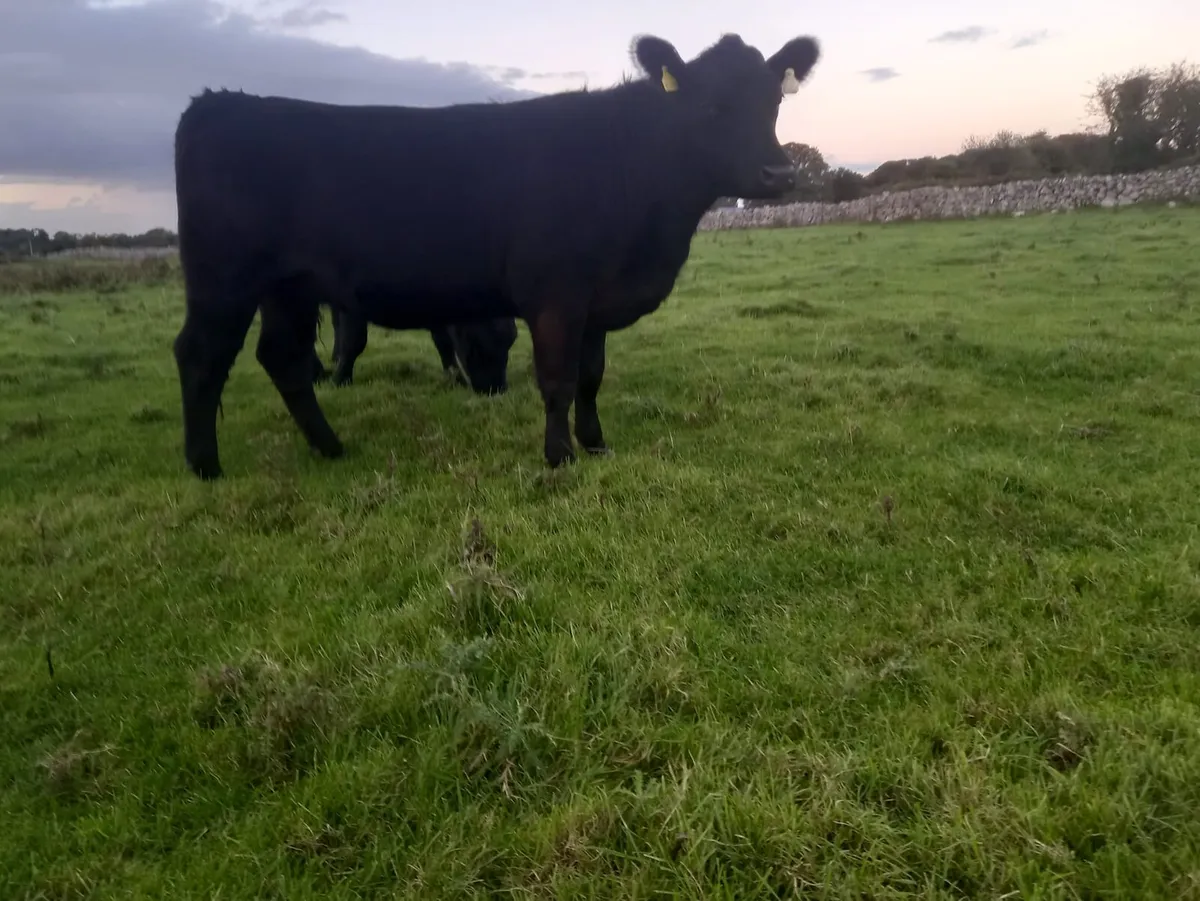 Aberdeen Angus Heifers - Image 3