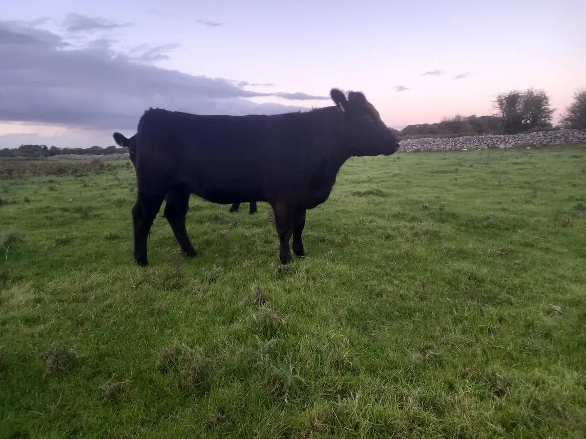 Aberdeen Angus Heifers - Image 4