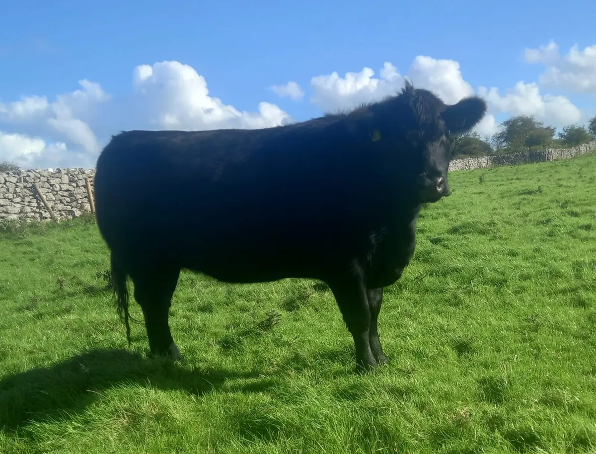 Aberdeen Angus Heifers - Image 1
