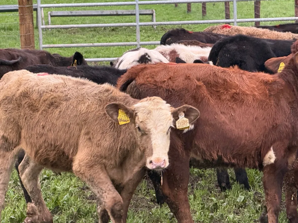 18 ABERDEEN ANGUS WEANLINGS ( HOMEBRED) - Image 2