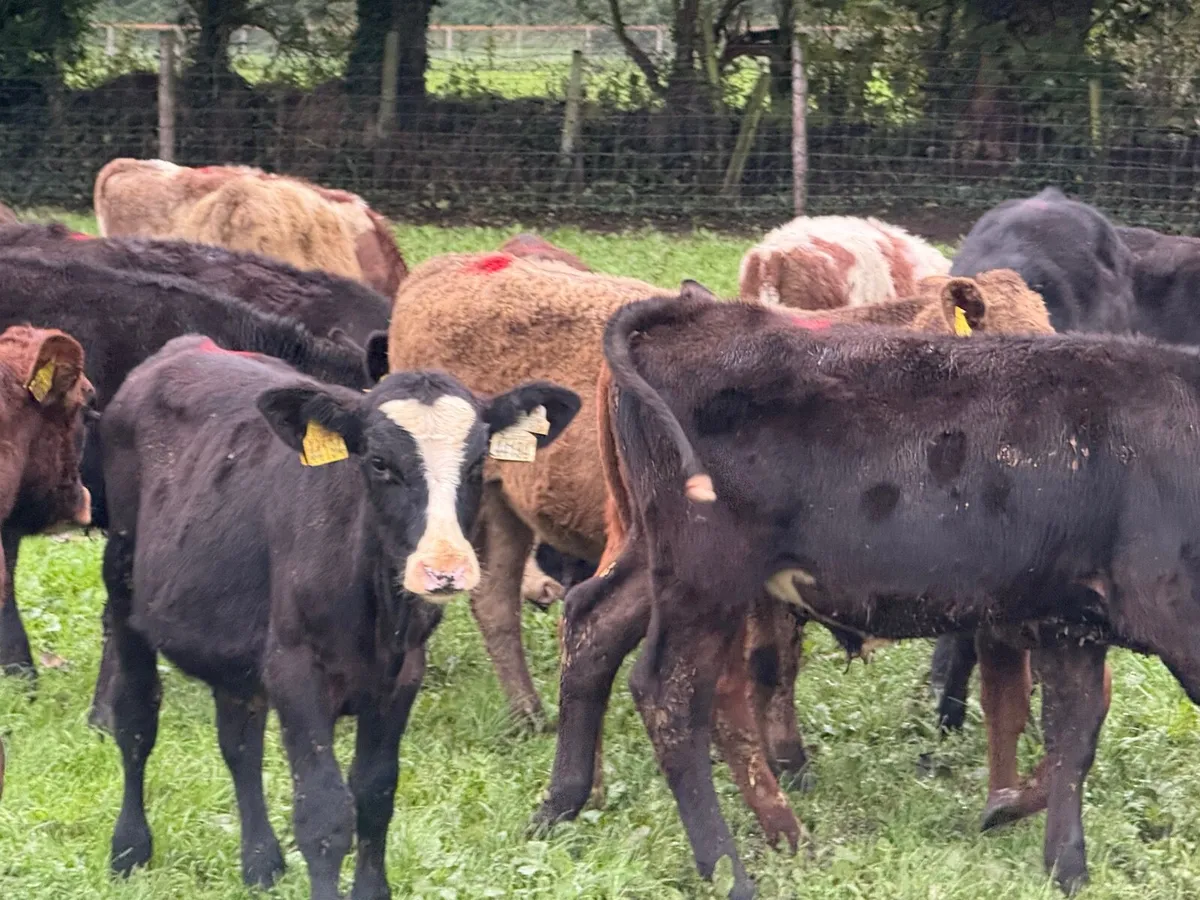 18 ABERDEEN ANGUS WEANLINGS ( HOMEBRED) - Image 3