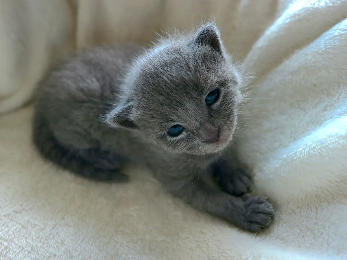 Russian Blue Kittens - Family Raised - Dublin - Image 2