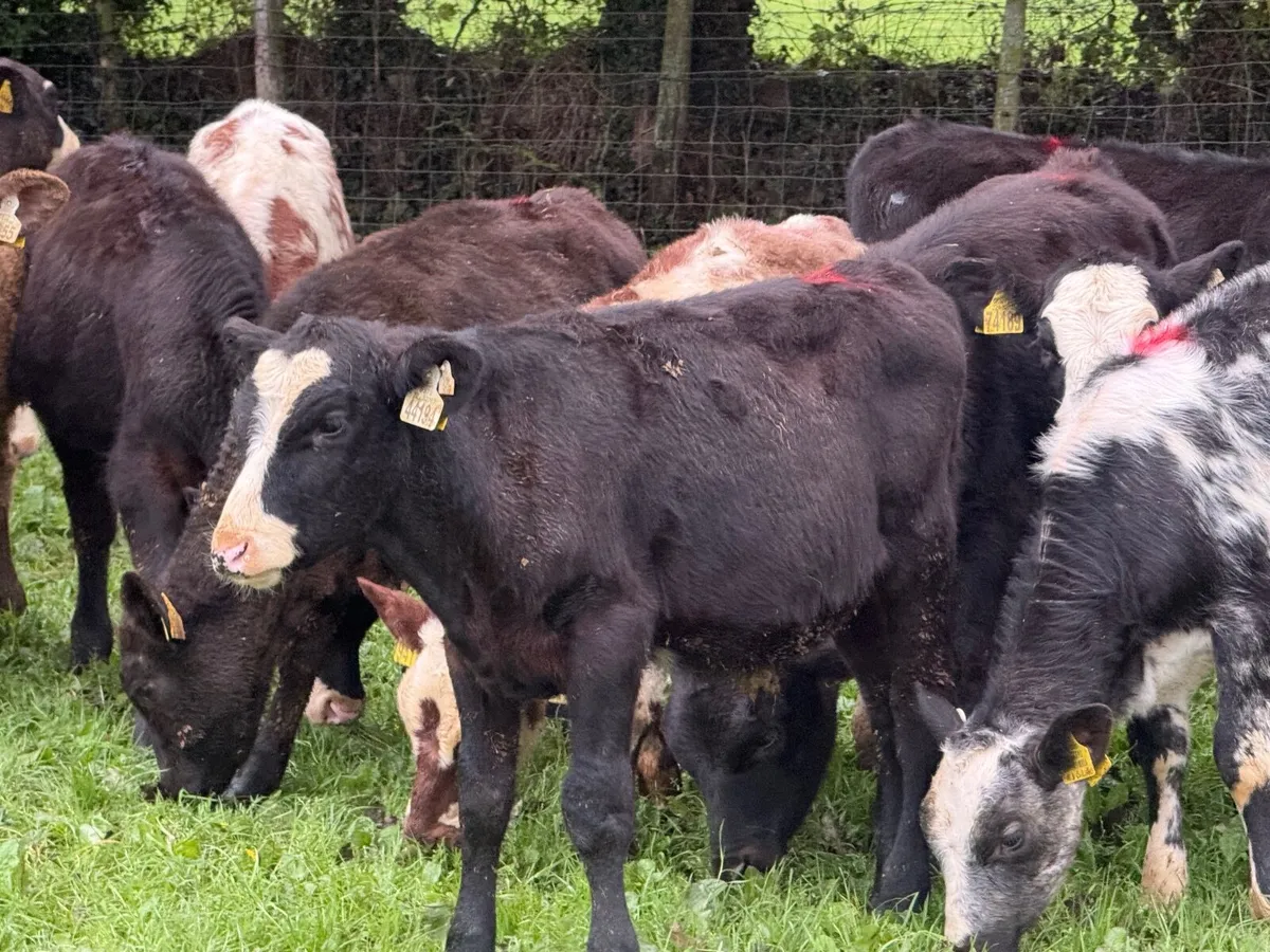 18 ABERDEEN ANGUS WEANLINGS ( HOMEBRED) - Image 4