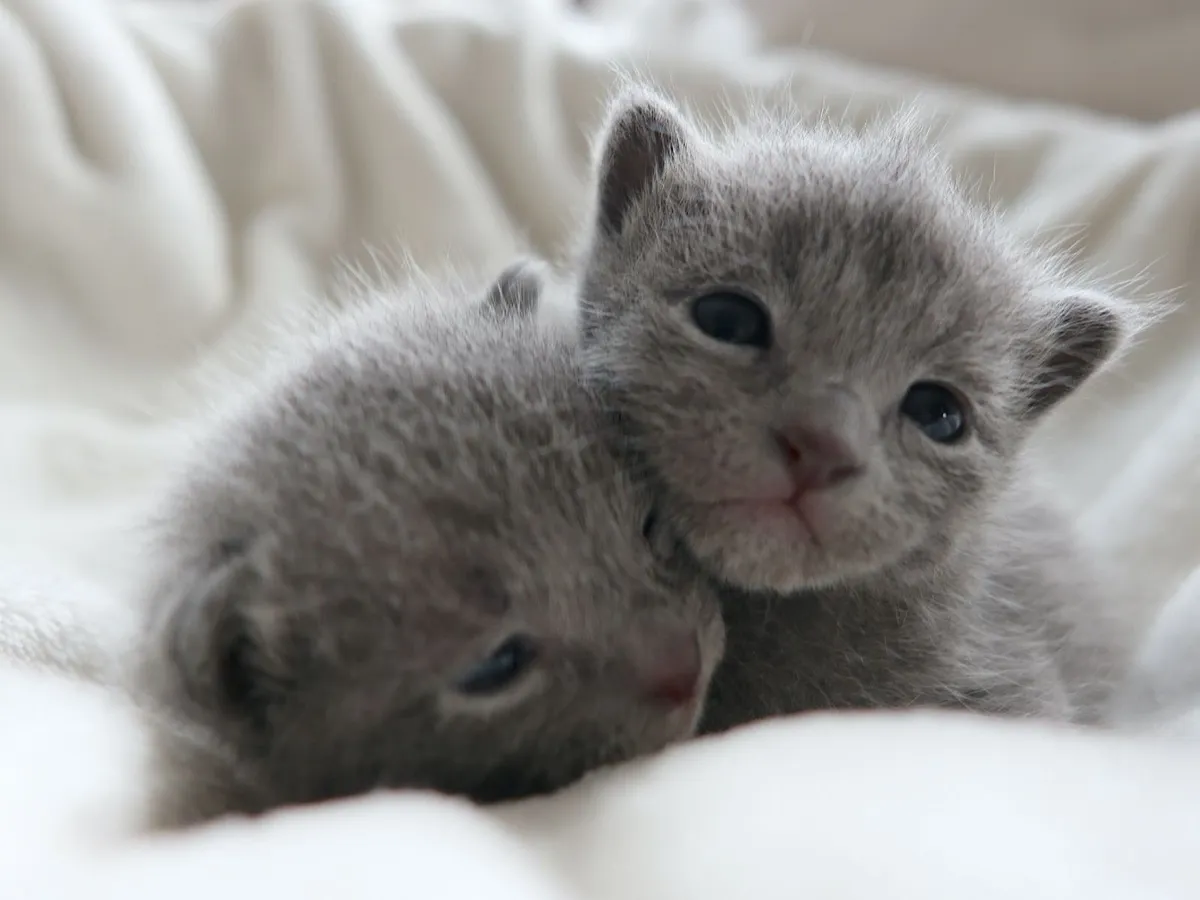 Russian Blue Kittens - Family Raised - Dublin - Image 1