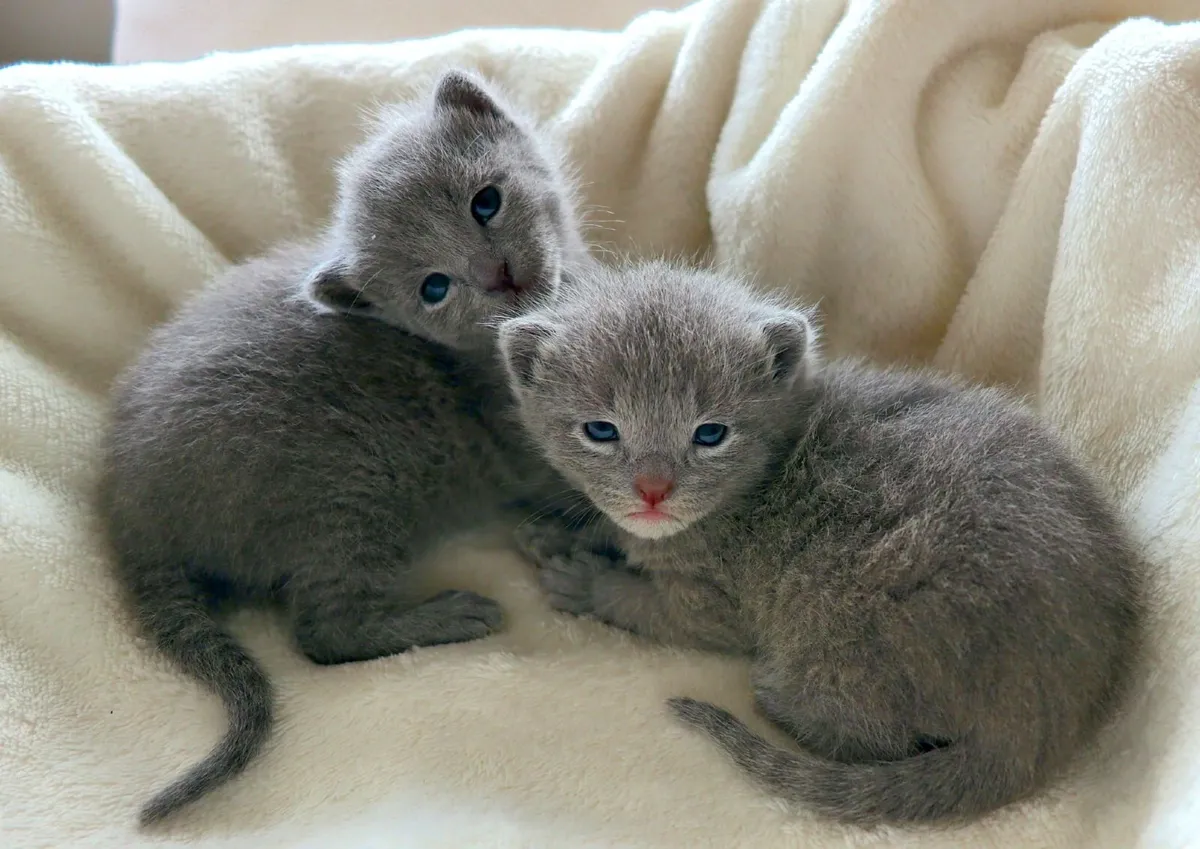 Russian Blue Kittens - Family Raised - Dublin - Image 3
