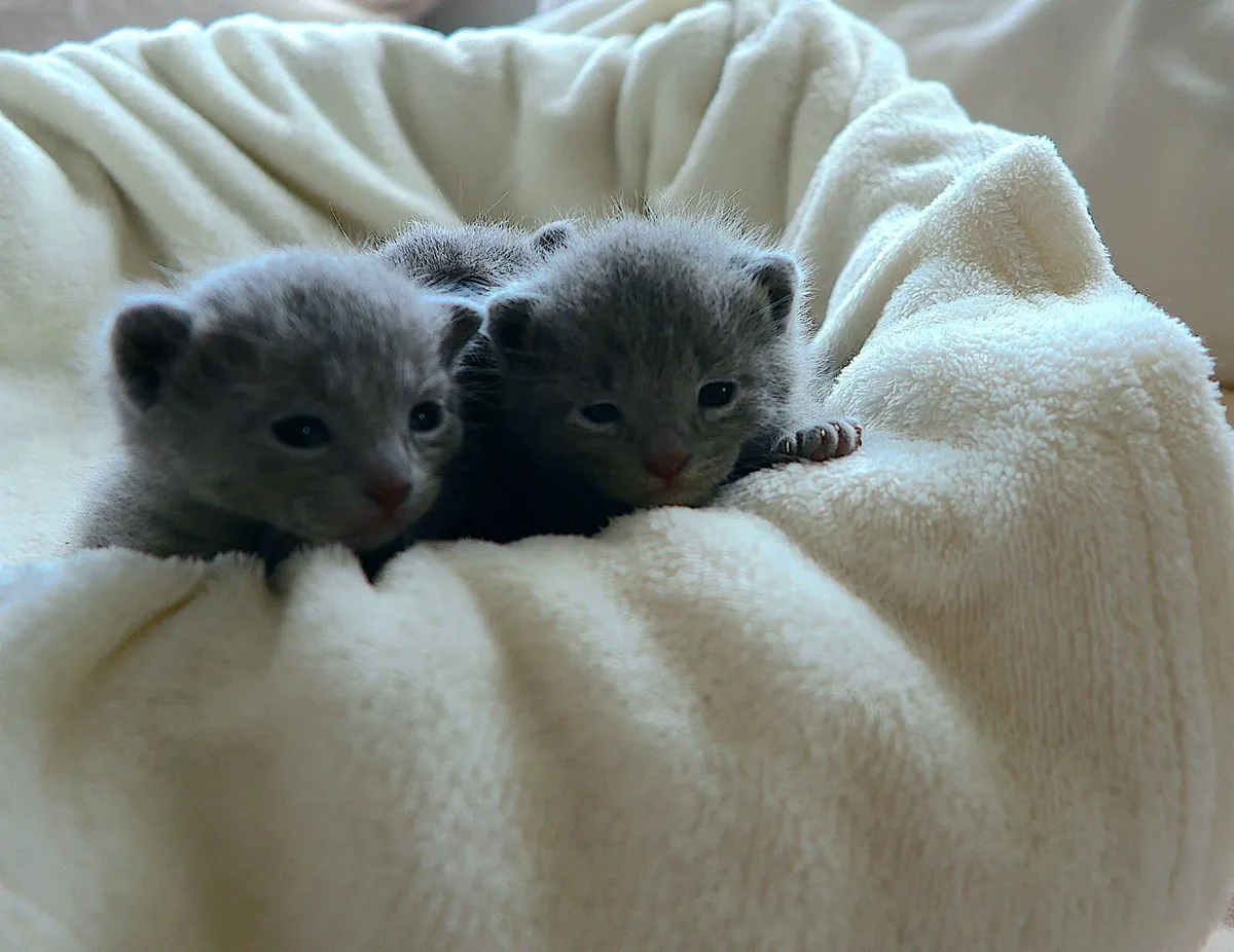 Russian Blue Kittens - Family Raised - Dublin - Image 4