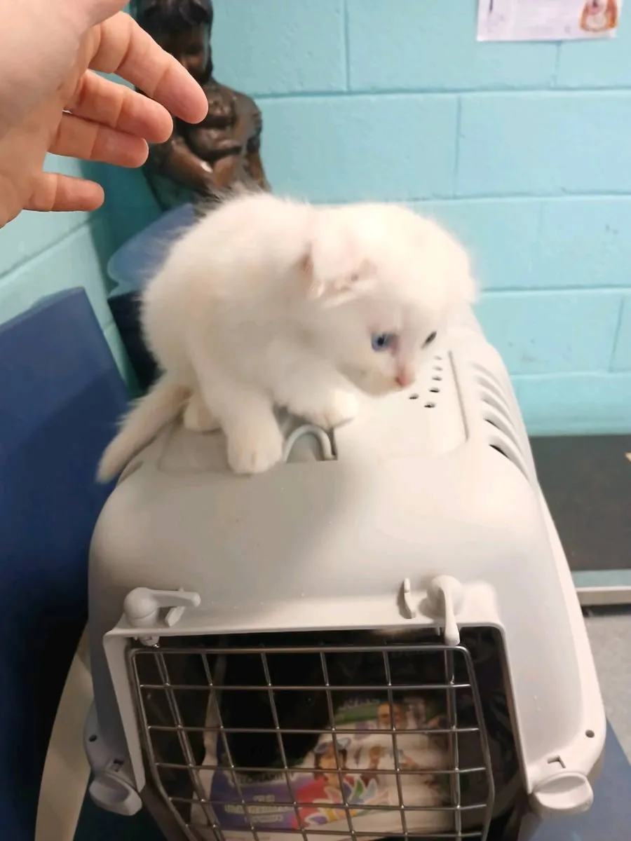 Stunning  white kitten female - Image 2