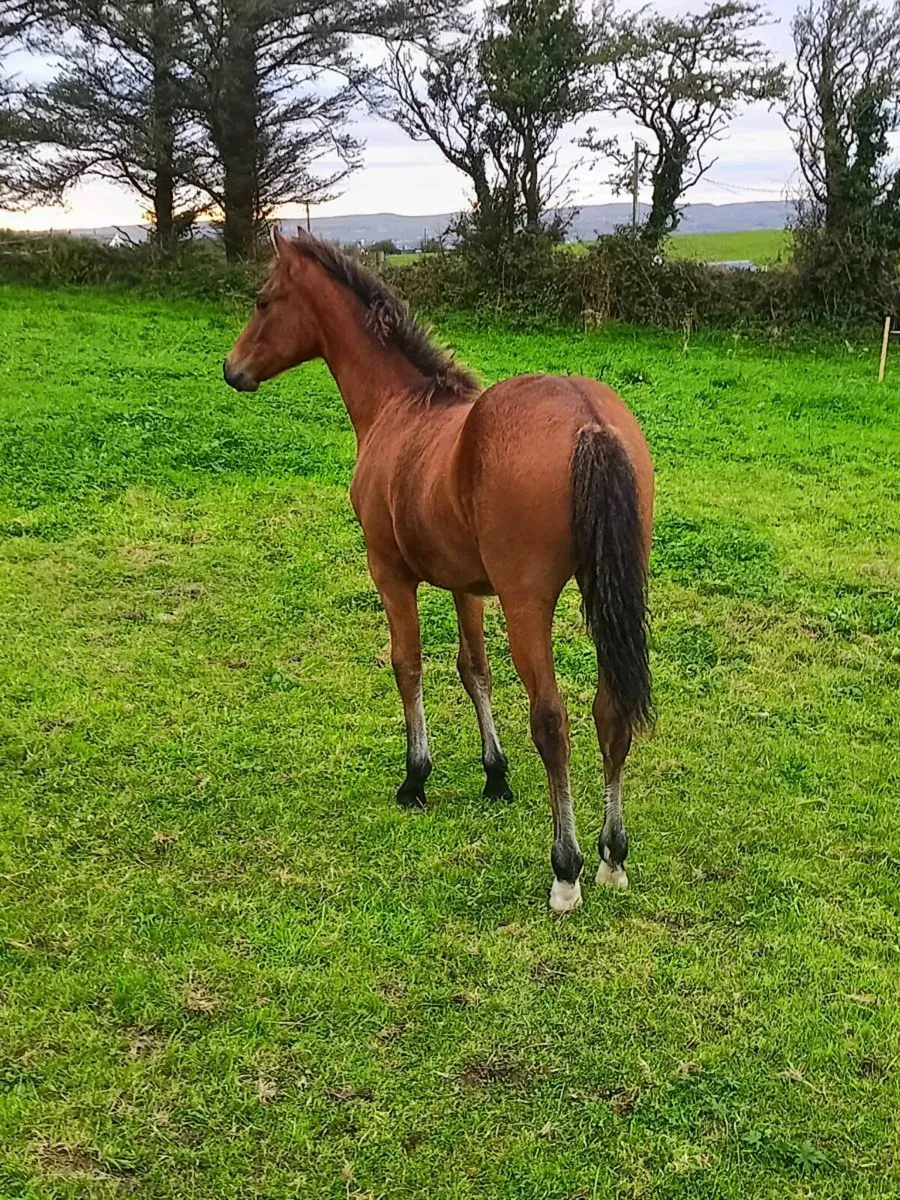 Filly foal - Image 2