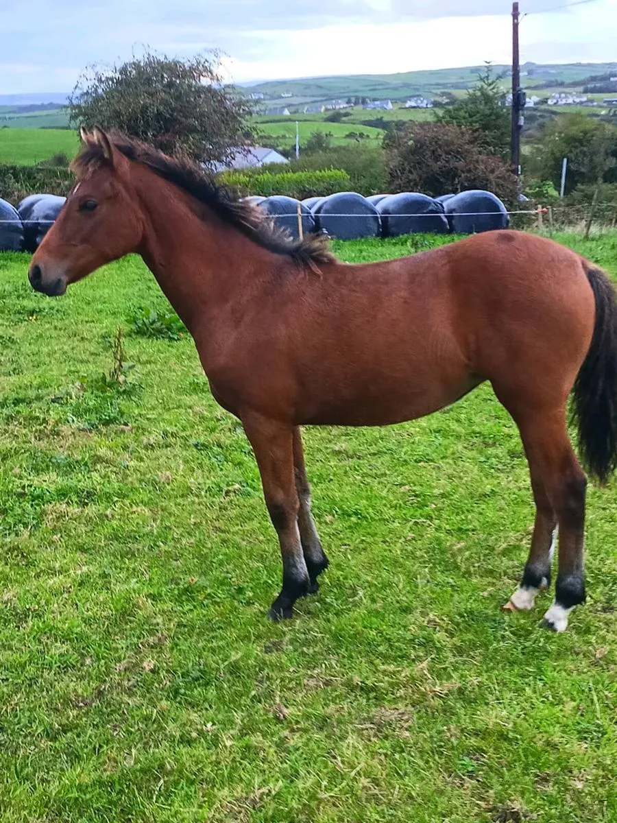Filly foal - Image 1
