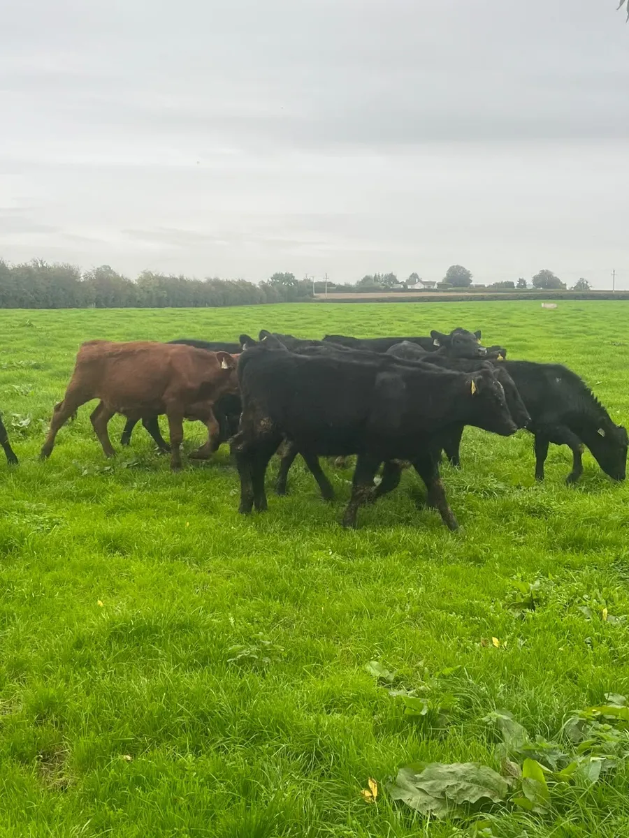 Aberdeen Angus Weanlings Heifers for sale 200kg - Image 1