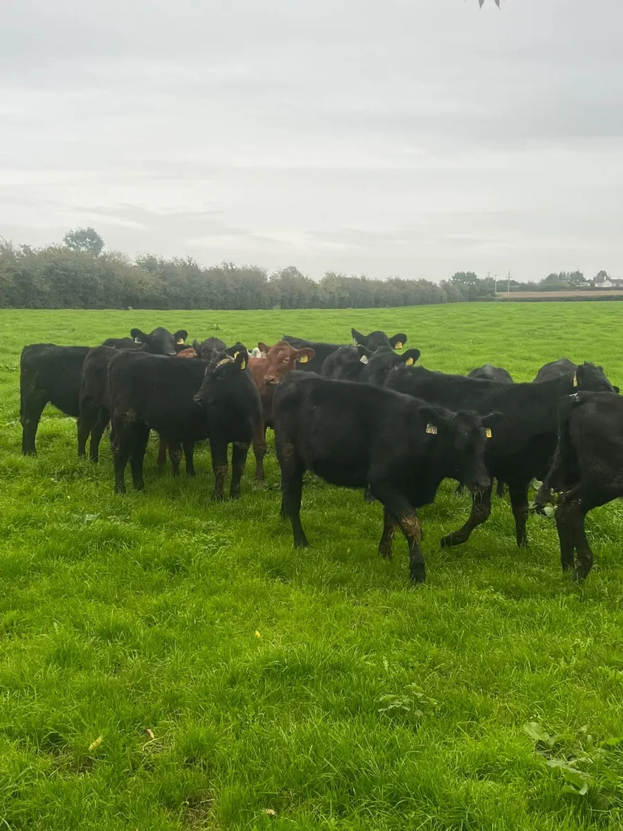 Aberdeen Angus Weanlings Heifers for sale 200kg - Image 2