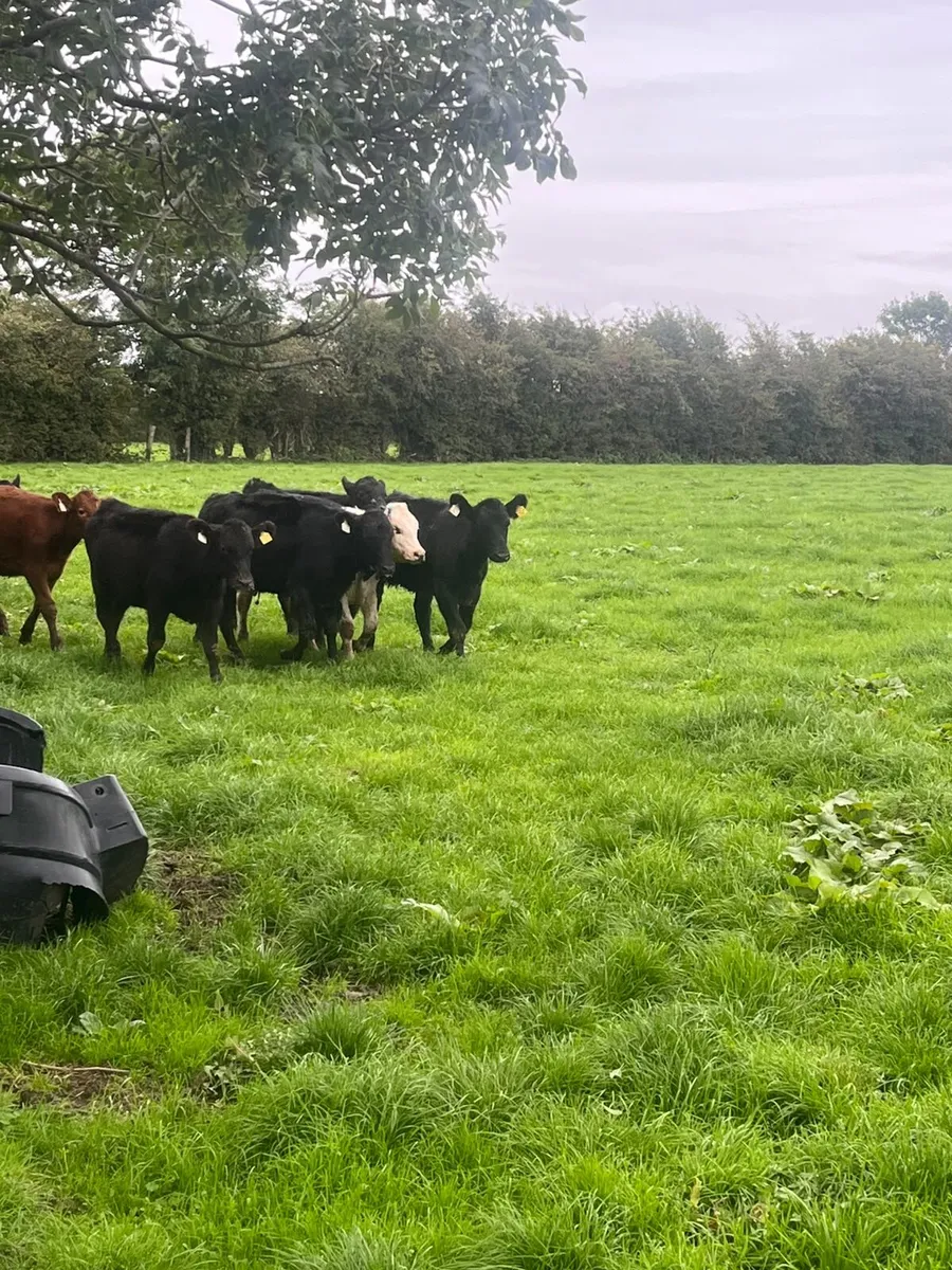Aberdeen Angus Weanlings Heifers for sale 200kg - Image 3
