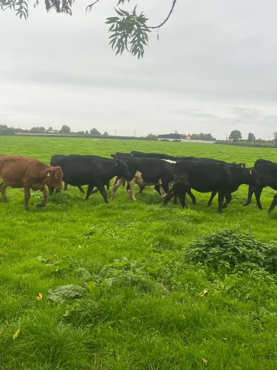 Aberdeen Angus Weanlings Heifers for sale 200kg - Image 4
