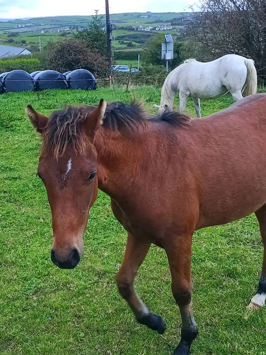 Filly foal - Image 3