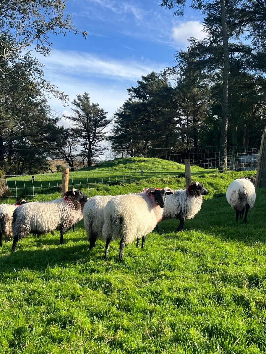 Mountain Ewe Lambs - Image 1