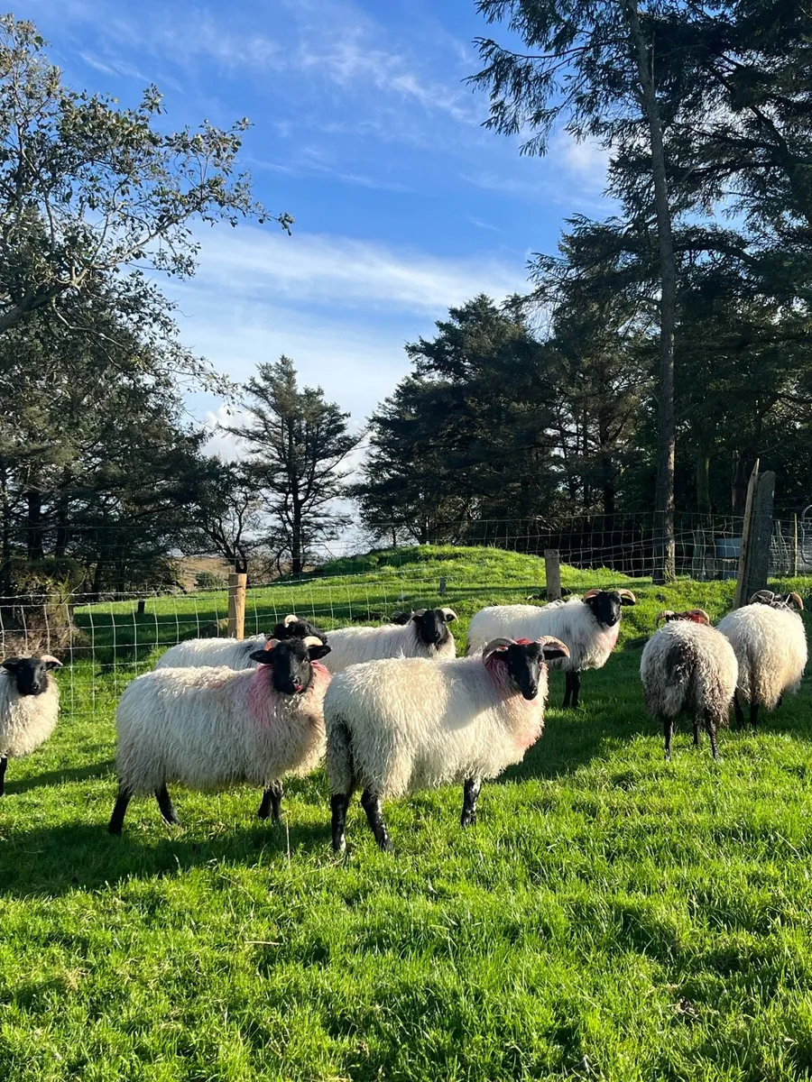 Mountain Ewe Lambs - Image 2