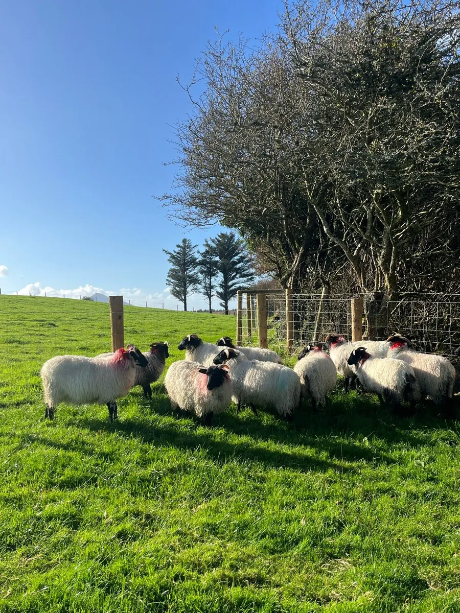 Mountain Ewe Lambs - Image 3