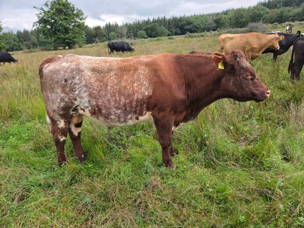 5 star PBR Shorthorn bulls - Image 2