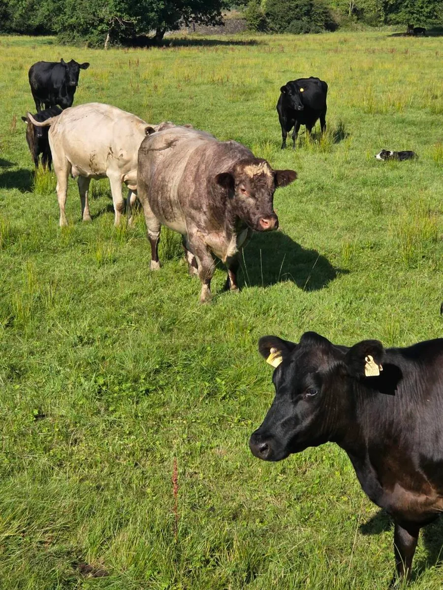 5 star PBR Shorthorn bulls - Image 3
