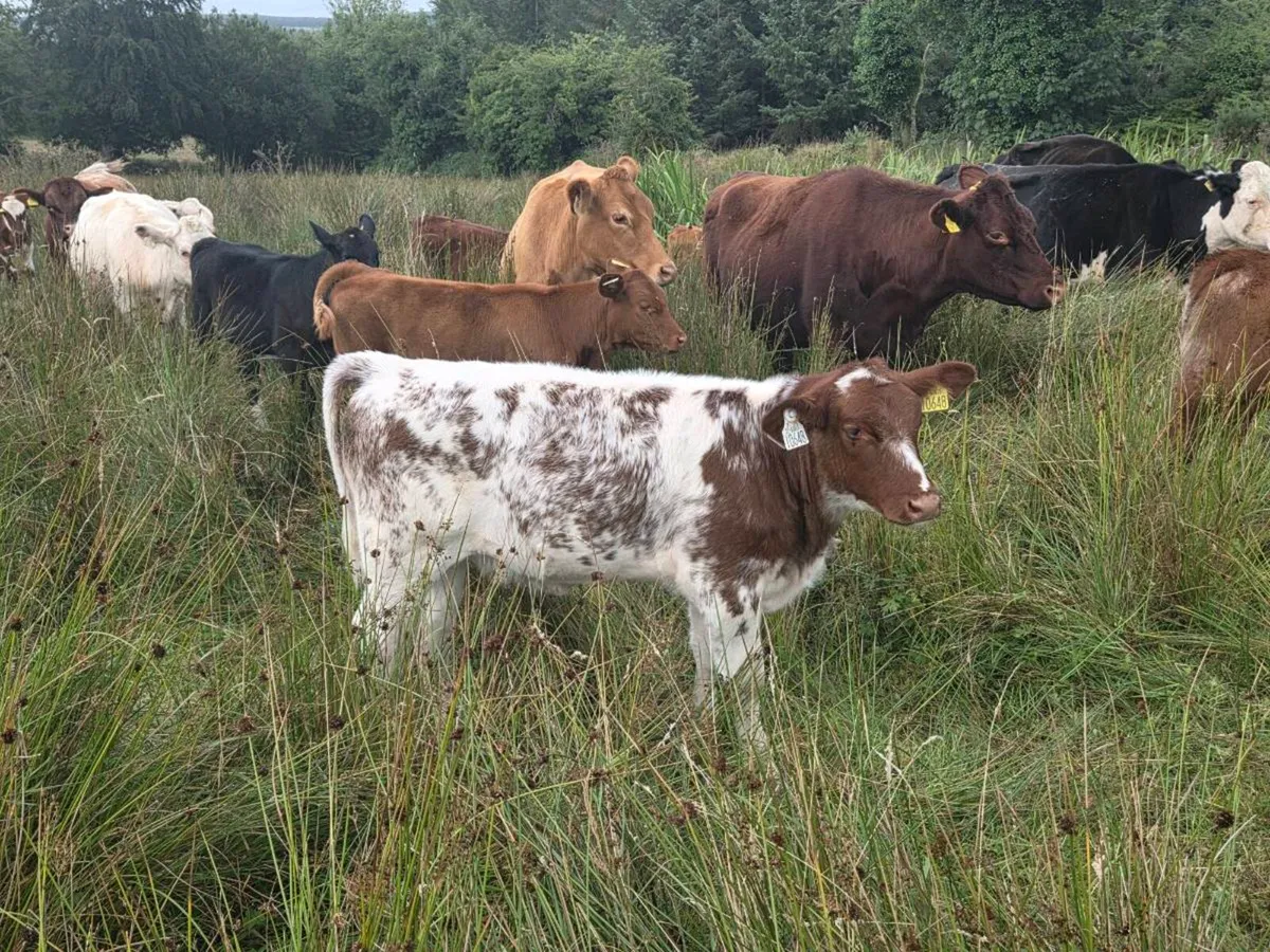 5 star PBR Shorthorn bulls - Image 4