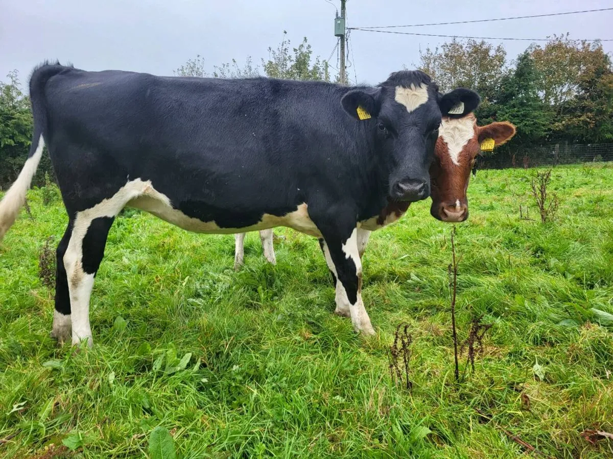 In Calf Heifers - Image 1