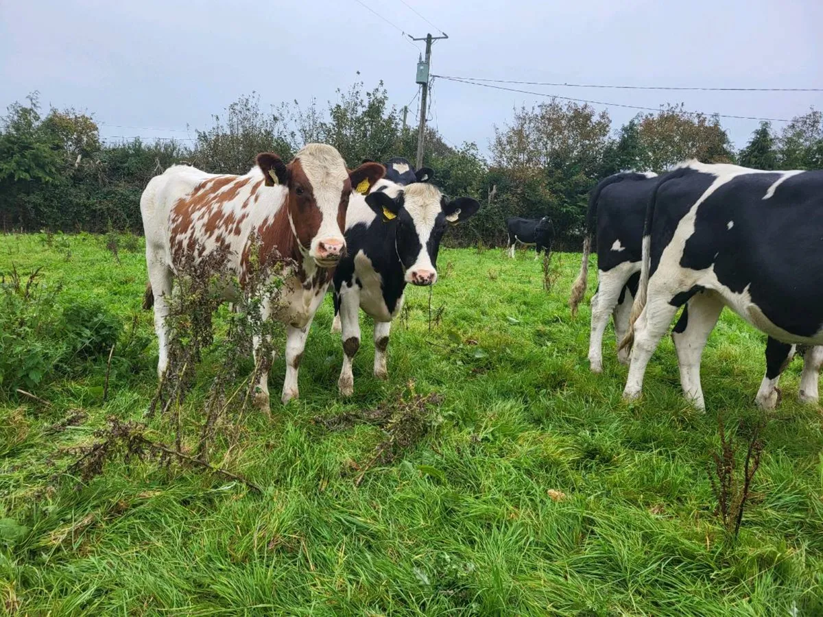 In Calf Heifers - Image 2