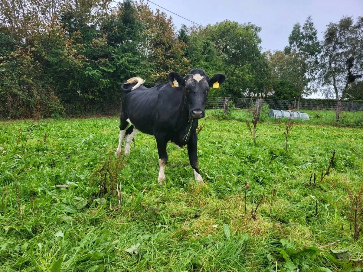 In Calf Heifers - Image 3