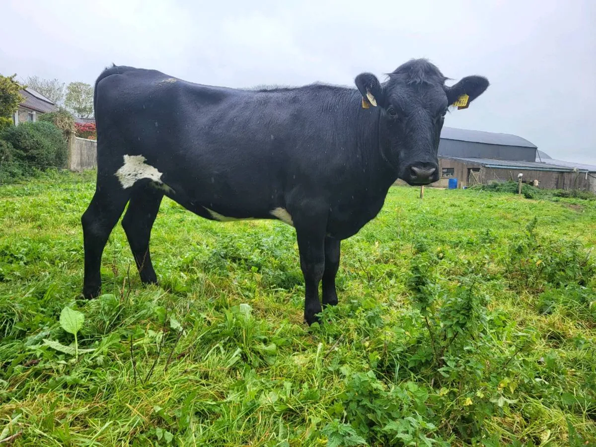 In Calf Heifers - Image 4
