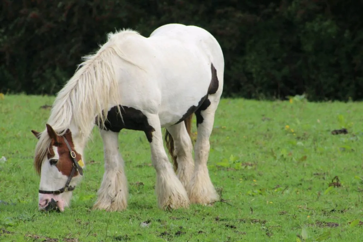 Cobs-ponys-Thoroughbreds wanted - Image 1