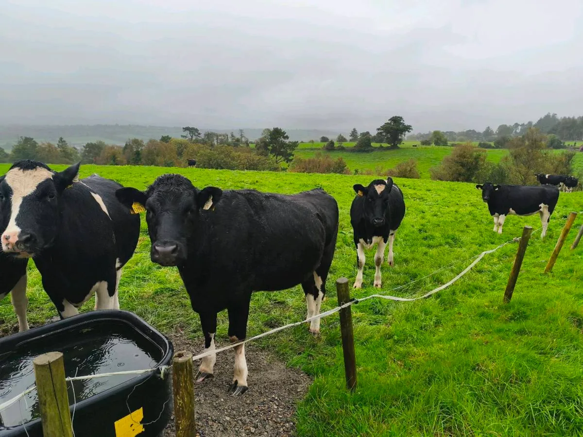 24 PED incalf Hefiers - Image 4