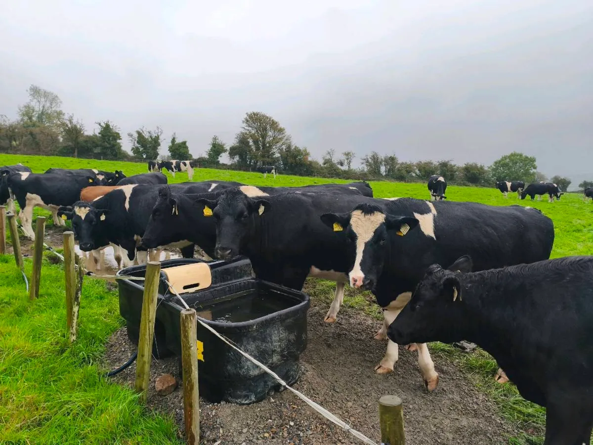 24 PED incalf Hefiers - Image 1