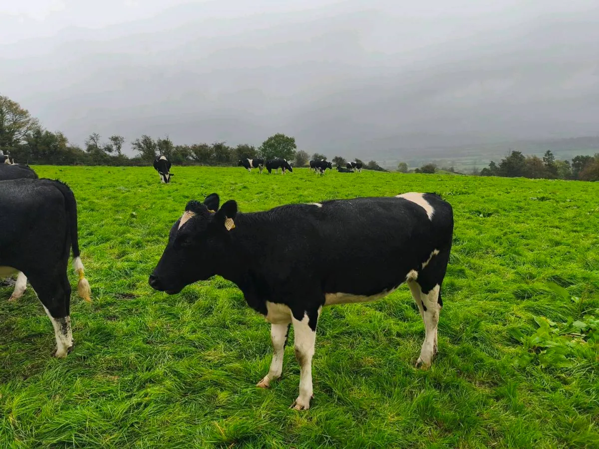 24 PED incalf Hefiers - Image 2