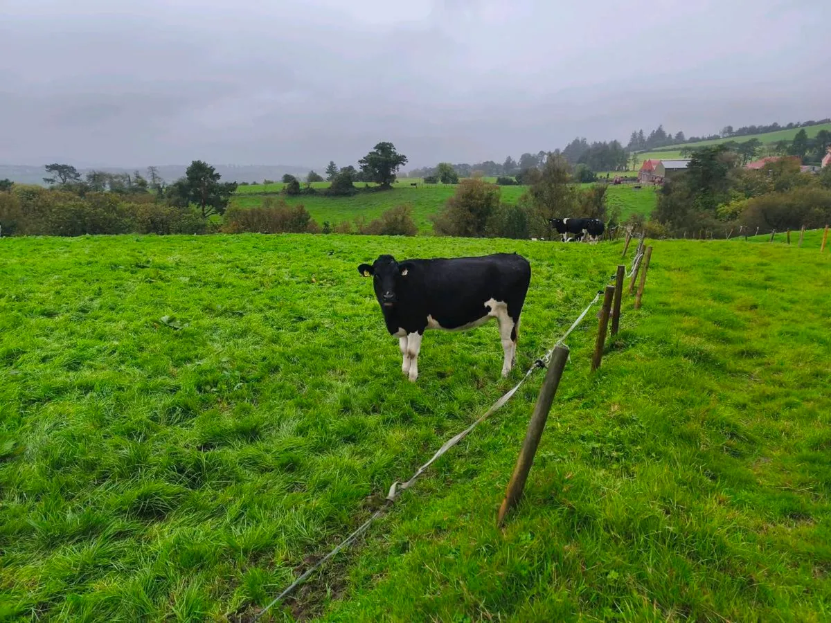 24 PED incalf Hefiers - Image 3