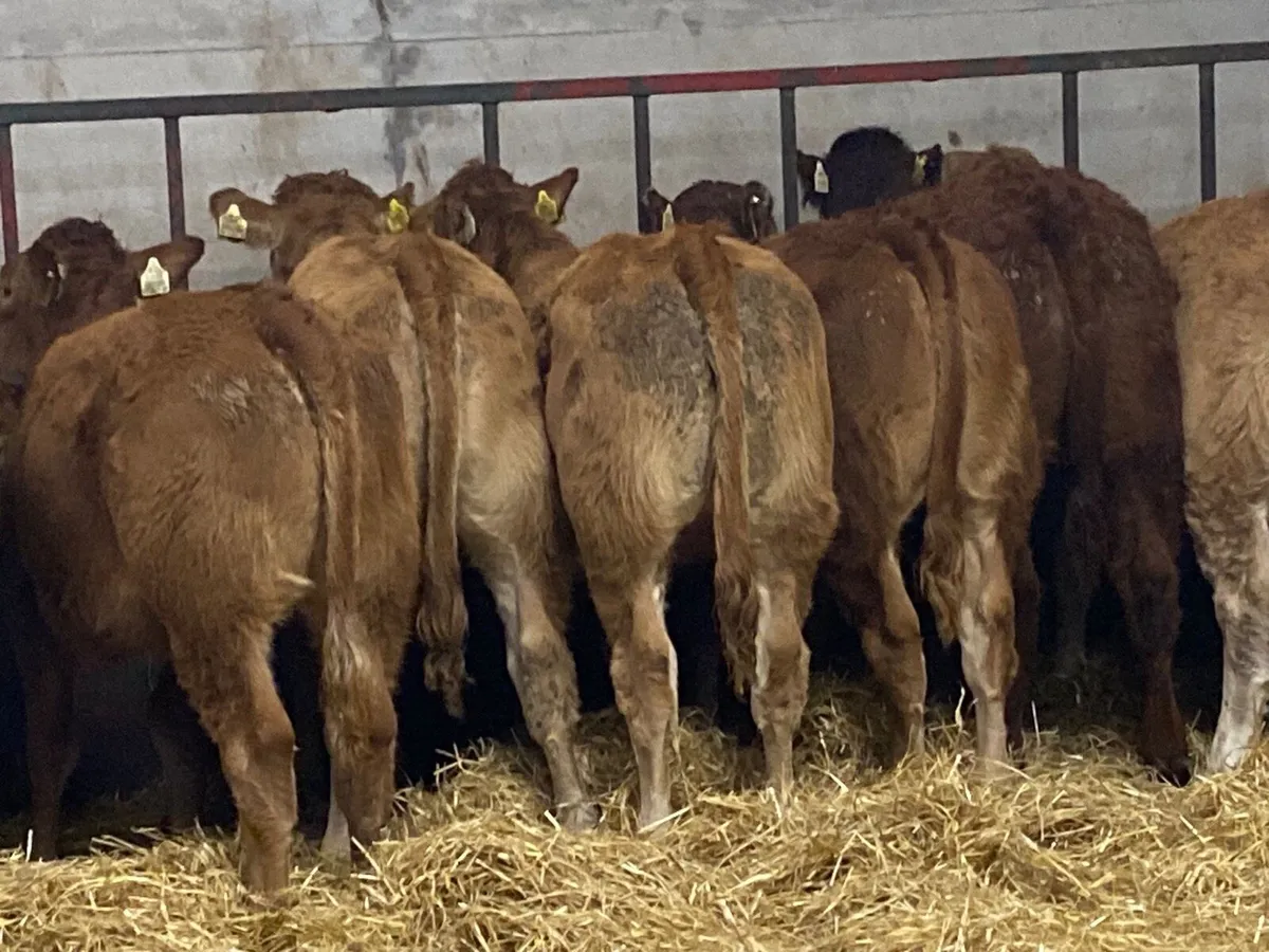 30 Fresh Red LIM Heifers Now In!! - Image 4