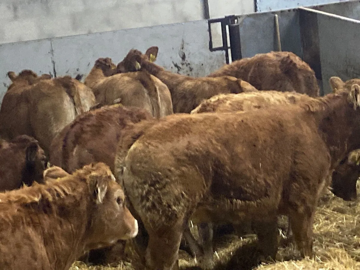 30 Fresh Red LIM Heifers Now In!! - Image 2
