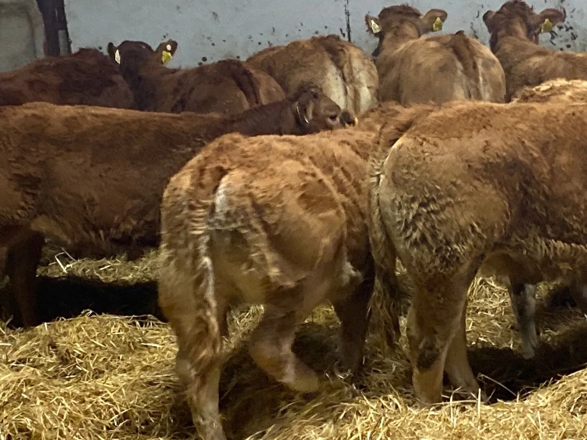 30 Fresh Red LIM Heifers Now In!! - Image 3