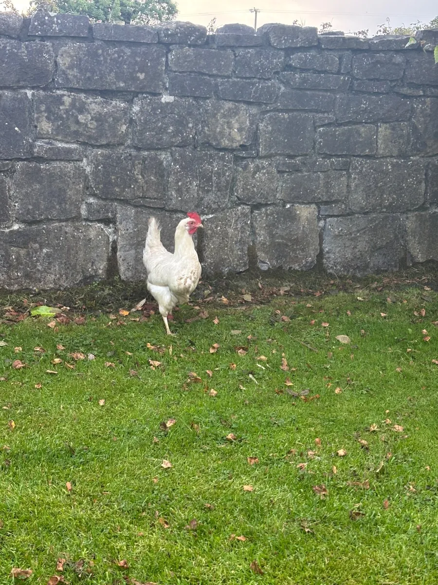 Chickens - Image 1