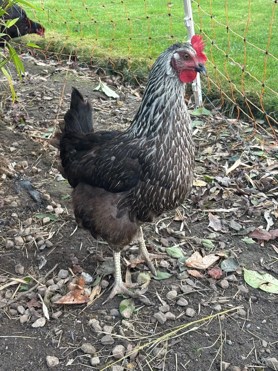 Chickens - Image 2